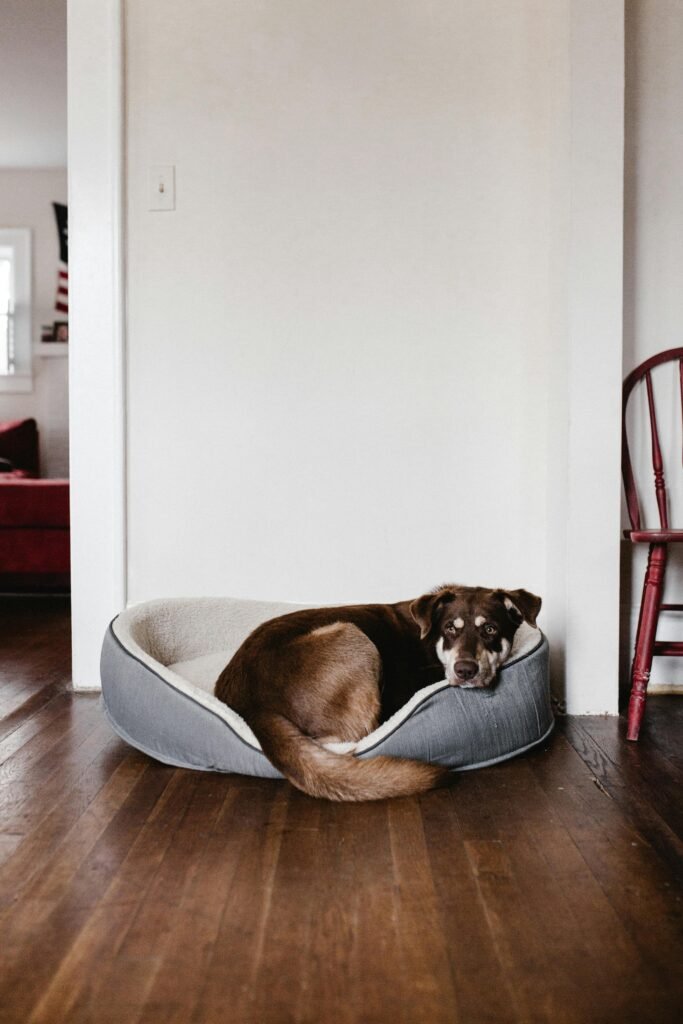 Perro marrón de tamaño mediano descansando en una cama acolchonada de color gris y beige dentro de una casa con piso de madera. El perro mira hacia la cámara con expresión tranquila, mientras la cama se encuentra en un rincón junto a una silla roja