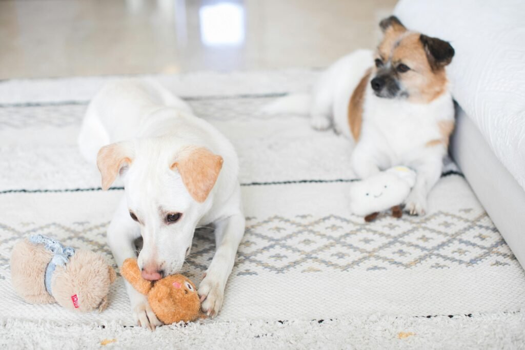 Dos perros pequeños descansan sobre una alfombra blanca con patrones geométricos mientras juegan con juguetes de peluche. Uno de ellos, de pelaje blanco, está mordiendo un muñeco marrón, mientras que el otro, de pelaje mixto blanco y marrón, sostiene un peluche blanco cerca de un sofá
